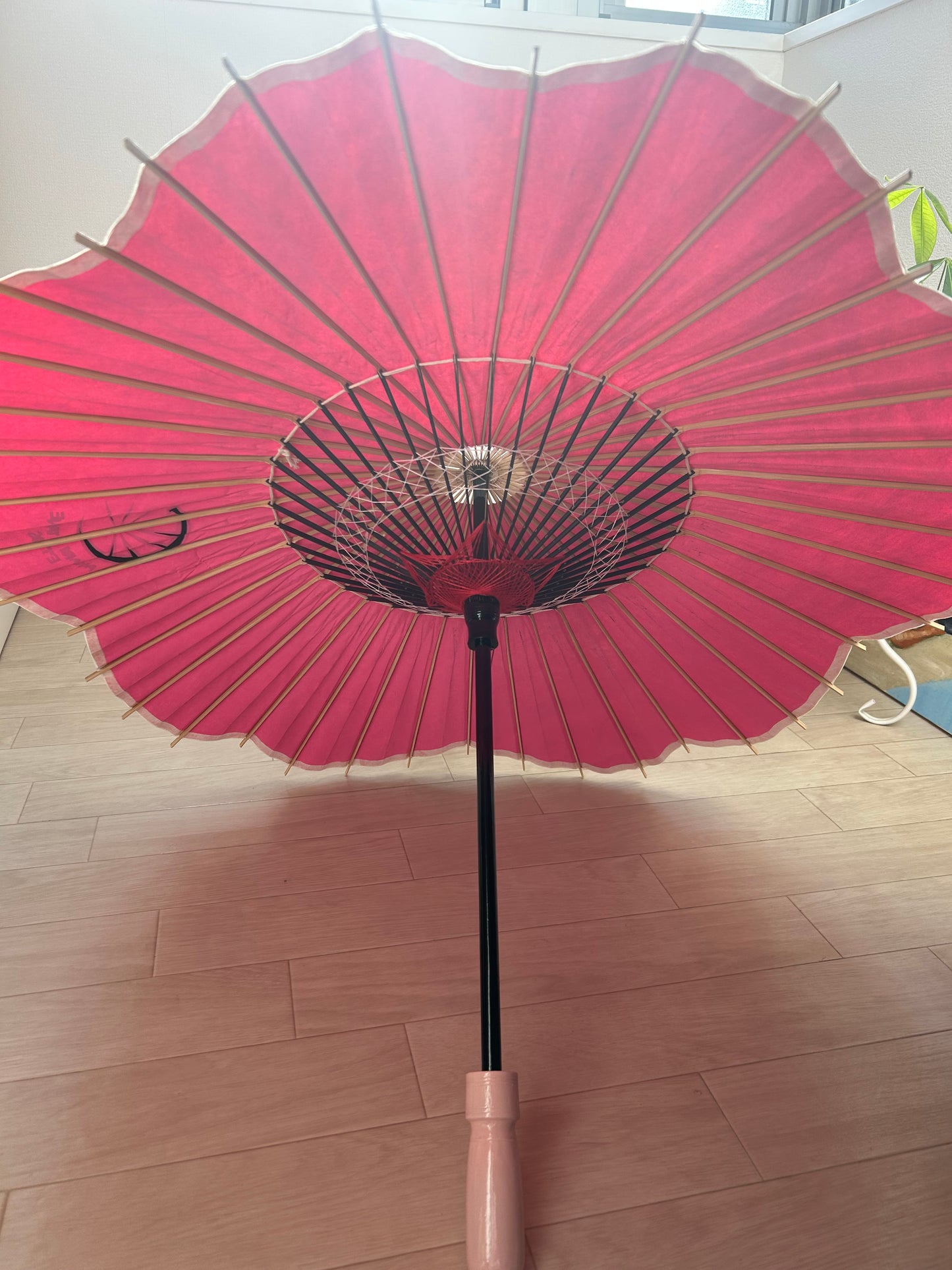 Sakura Gifu Wagasa