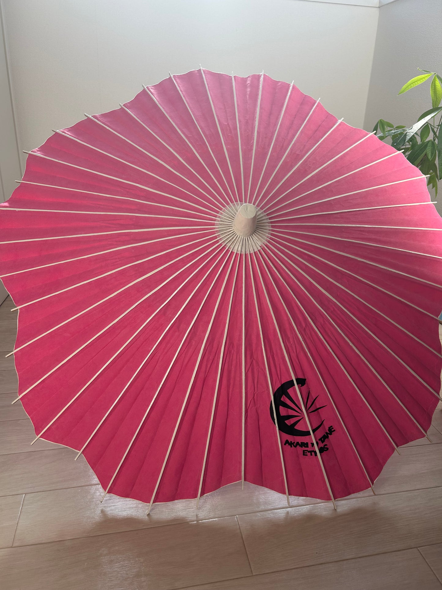 Sakura Gifu Wagasa